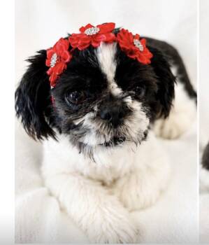 zoey -  Shih Tzu Dog for Adoption in Margate, Florida - Zoey | PetCurious