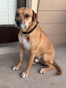 Buddy -  Rhodesian Ridgeback and Black Mouth Cur Dog for Adoption in Seguin, Texas - Buddy | PetCurious