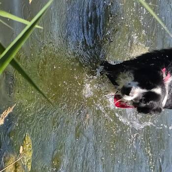 Molly -  Bearded Collie Dog for Adoption in Bend, Oregon - Molly | PetCurious