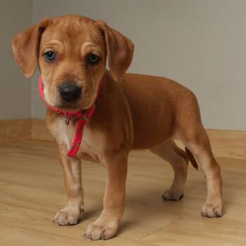 Rescue Chesapeake Bay Retriever and Mixed Breed Dogs for Adoption in Minnetonka, Minnesota - Patsy D66794 | PetCurious