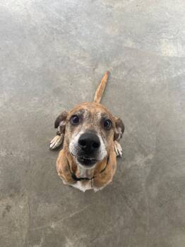 Bailey -  Hound Dog Available for Adoption in Edinburg, Virginia - Bailey | PetCurious
