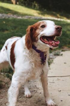 Rusty -  Brittany Spaniel Dog for Adoption in Grafton, West Virginia - Rusty | PetCurious
