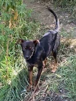 Rescue Cattle Dog Dogs for Adoption in Fort Lupton, Colorado - Beanie | PetCurious