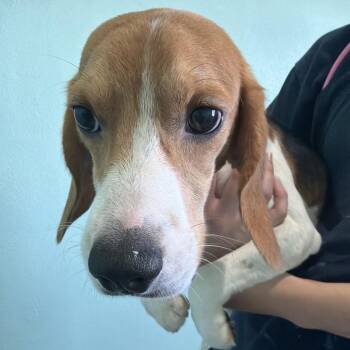 Ethan aka ZDF5 - 7530 -  Beagle Dog for Adoption in Loxahatchee Groves, Florida - Ethan Aka ZDF5 - 7530 | PetCurious