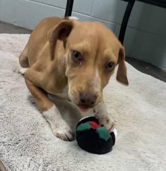 Labrador Retriever and Mixed Breed Dogs Available for Adoption - 26-131 | PetCurious