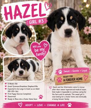 Hazel -  Great Pyrenees and Anatolian Shepherd Dog Available for Adoption in Chickamauga, Georgia - Hazel | PetCurious