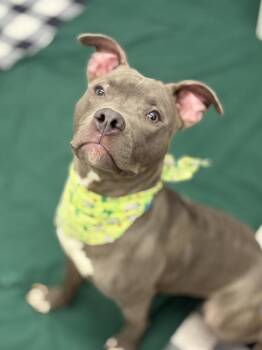 Mixed Breed Dogs Available for Adoption - Lucky Ducky | PetCurious