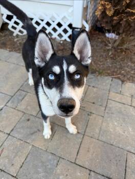 Husky Dogs Available for Adoption in Holly Springs, North Carolina - Jonsey (Fortnite Litter) | PetCurious