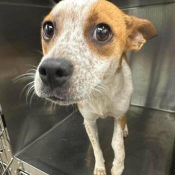 Piper -  Cattle Dog and Chihuahua Dog for Adoption in Prospect, Kentucky - Piper | PetCurious