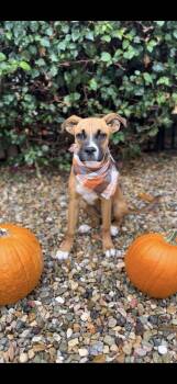 Pumpkin -  Boxer Dog for Adoption in Palm Desert, California - Pumpkin | PetCurious