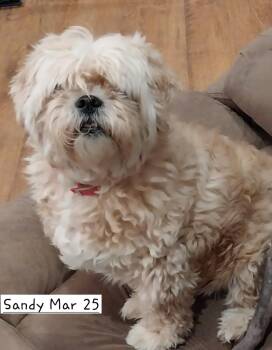 Rescue Pekingese and Poodle Dogs for Adoption in New Franklin, Ohio - Rascal & Sandy | PetCurious