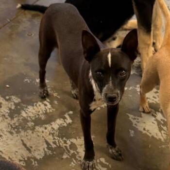 NATALIE -  Chihuahua Dog for Adoption in St. Augustine, Florida - NATALIE | PetCurious
