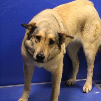 26-01076 -  German Shepherd Dog Dog for Adoption in Fredericksburg, Virginia - 26-01076 | PetCurious