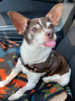 Rescue Chihuahua Dogs for Adoption in New Castle, Delaware - Rocky | PetCurious