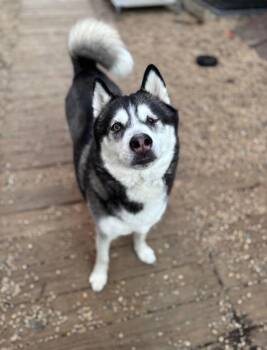 Rescue Siberian Husky Dogs for Adoption in Boyertown, Pennsylvania - Larz | PetCurious