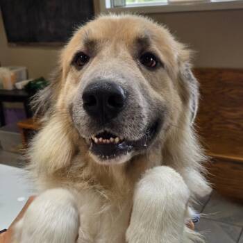 Wolverine -  Great Pyrenees and Mixed Breed Dog for Adoption in Normal, Illinois - Wolverine | PetCurious
