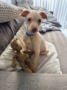 Chiweenie Dogs Available for Adoption in Tustin, California - Peanut-- Urgent Urgent Urgent Urgent Foster Needed  | PetCurious