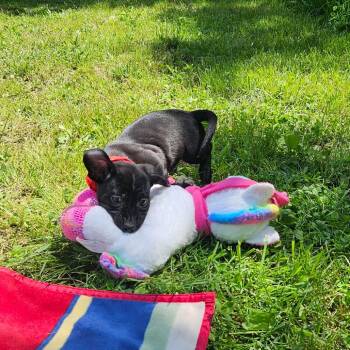 Mixed Breed and Dachshund Dogs Available for Adoption in Springfield, Missouri - Capri | PetCurious