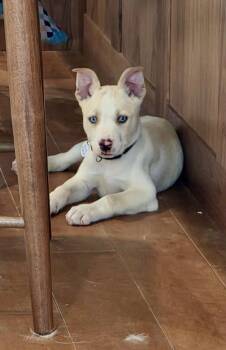 Angelo -  Pit Bull Terrier and Siberian Husky Dog for Adoption in Barton, Vermont - Angelo | PetCurious