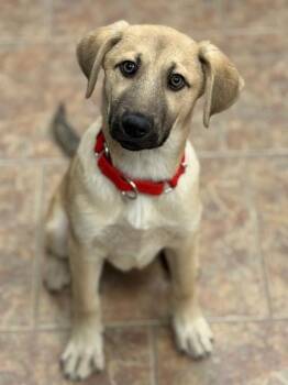 Anatolian Shepherd Dogs Available for Adoption - Keelin | PetCurious