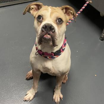 Mixed Breed Dogs Available for Adoption - Greta | PetCurious