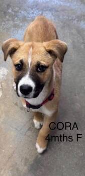 CORA -  Shepherd Dog for Adoption in Holbrook, New York - CORA | PetCurious
