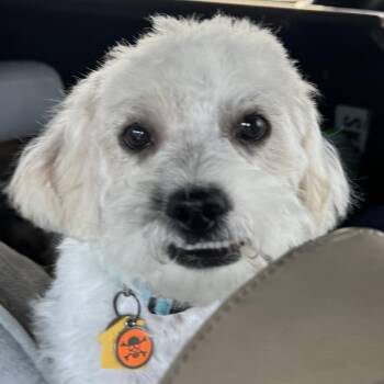 Remy Alexander -  Shorkie and Poodle Dog for Adoption in Plano, Texas - Remy Alexander | PetCurious