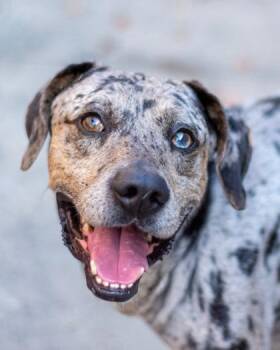Frito -  Mixed Breed Dog for Adoption in Chamblee, Georgia - Frito | PetCurious
