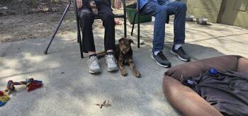 Airedale Terrier and Lakeland Terrier Dogs Available for Adoption - Hershey  | PetCurious