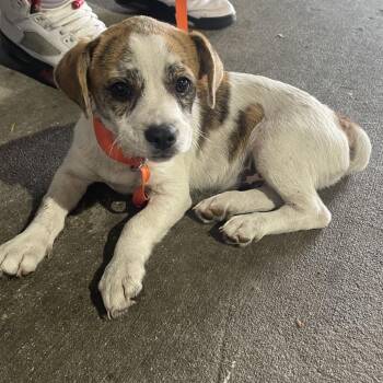 Terrier Dogs Available for Adoption in Tampa, Florida - Jim | PetCurious