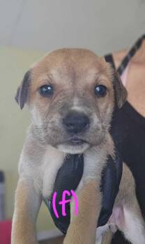 Sierra - Selina -  American Bulldog Dog for Adoption in Lakeland, Florida - Sierra - Selina | PetCurious