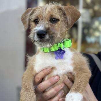 Trusty -  Mixed Breed Dog for Adoption in San Francisco, California - Trusty | PetCurious