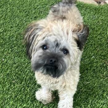 Yorkshire Terrier Dogs Available for Adoption in Las Vegas, Nevada - Pookie | PetCurious