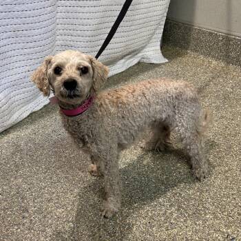 Suzy -  Miniature Poodle Dog for Adoption in San Gabriel, California - Suzy | PetCurious