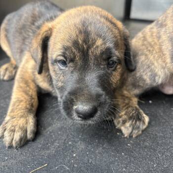 Charm -  Pit Bull Terrier and Mixed Breed Dog for Adoption in Birmingham, Alabama - Charm | PetCurious