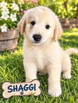 Shaggy -  Labrador Retriever Dog for Adoption in Lucas, Texas - Shaggy | PetCurious