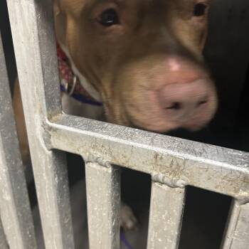 Pit Bull Terrier Dogs Available for Adoption in Greensboro, North Carolina - LADY (Luna) | PetCurious