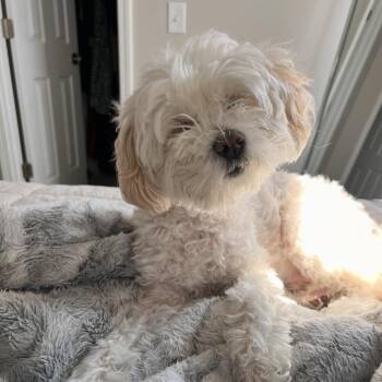 Chinese Crested Dog Dogs Available for Adoption - Sebastian | PetCurious