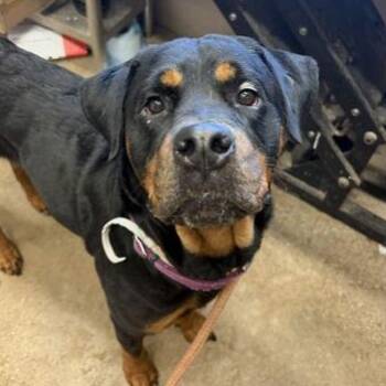 OLGA -  Rottweiler Dog for Adoption in Fernandina Beach, Florida - OLGA | PetCurious