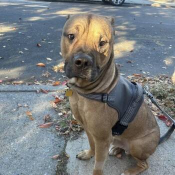 Roscoe Roo -  Boxer and Mixed Breed Dog for Adoption in New York, New York - Roscoe Roo | PetCurious