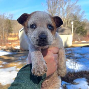 Cattle Dog Dogs Available for Adoption - CT Shaggy Rogers Avail Mar 21 | PetCurious