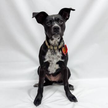 812 (2026) Casey -  Border Collie and Pit Bull Terrier Dog for Adoption in Parker, Colorado - 812 (2026) Casey | PetCurious