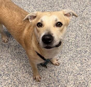 French Fry -  Labrador Retriever Dog for Adoption in Golden, Colorado - French Fry | PetCurious