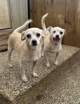 Everly -  Chihuahua Dog for Adoption - Everly | PetCurious