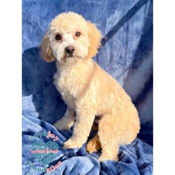 Maltipoo Dogs Available for Adoption in Inglewood, California - Moncho | PetCurious