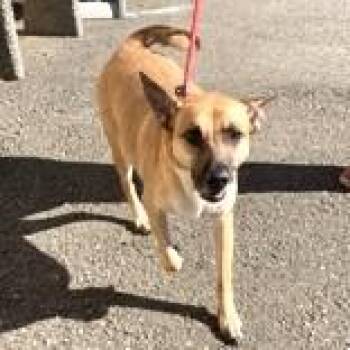 Rescue Shepherd Dogs for Adoption in Long Beach, Washington - Saffron | PetCurious