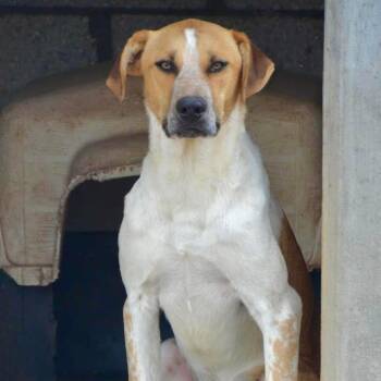 Rescue Mixed Breed Dogs for Adoption in Mississauga, Ontario - Chi | PetCurious