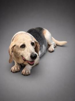 Ellie -  Beagle and Mixed Breed Dog for Adoption in Bowling Green, Kentucky - Ellie | PetCurious