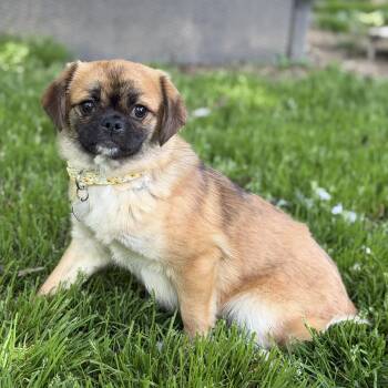 Japanese Chin and Pomeranian Dogs Available for Adoption - Naomi | PetCurious