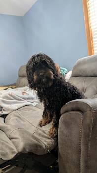 Rudy -  Cockapoo Dog for Adoption - Rudy | PetCurious